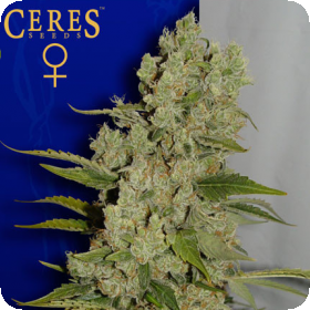 White Widow Feminised Seeds White Widow Feminised Seeds